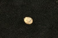 藏品(臺灣䗉蝸牛)的圖片